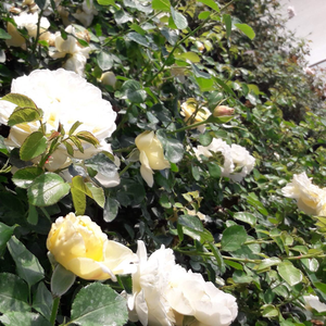 Žuta - floribunda ruže